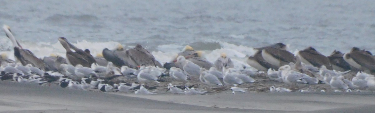 prærieterne - ML649009403