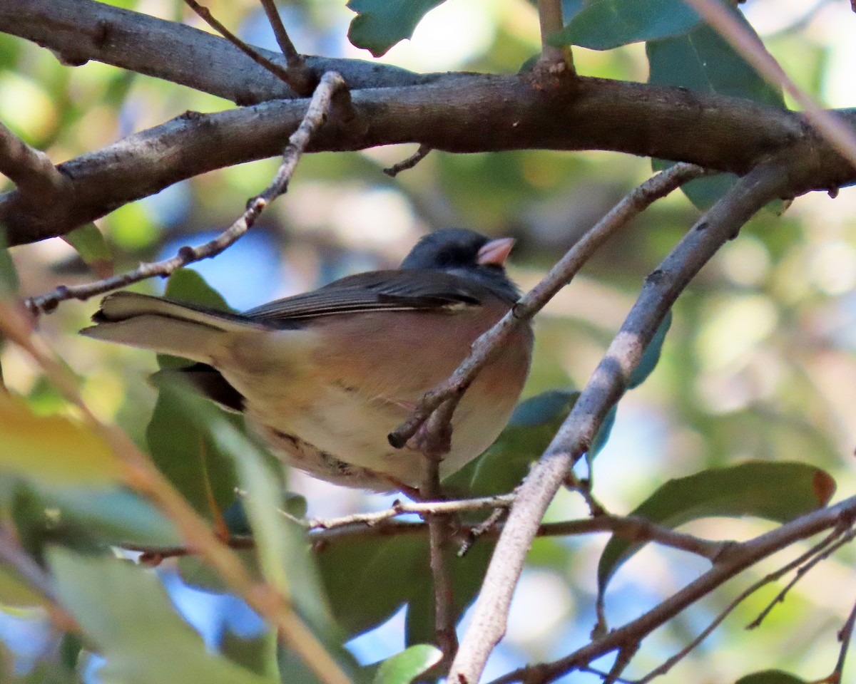 Dark-eyed Junco (Pink-sided) - ML649009603
