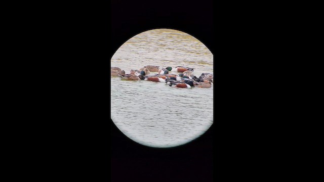 skjeand - ML649009640