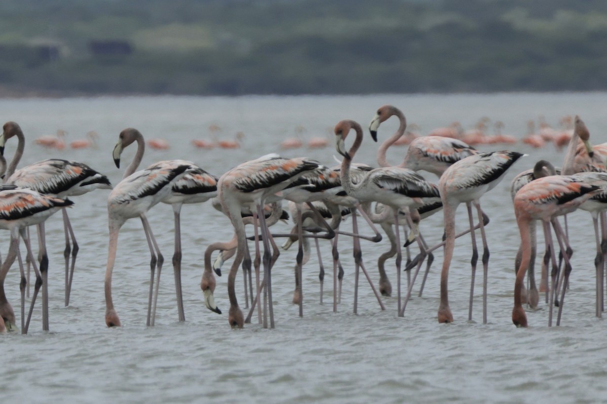 American Flamingo - ML649009832