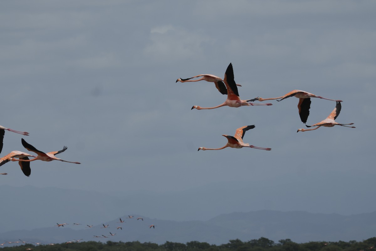 American Flamingo - ML649009833