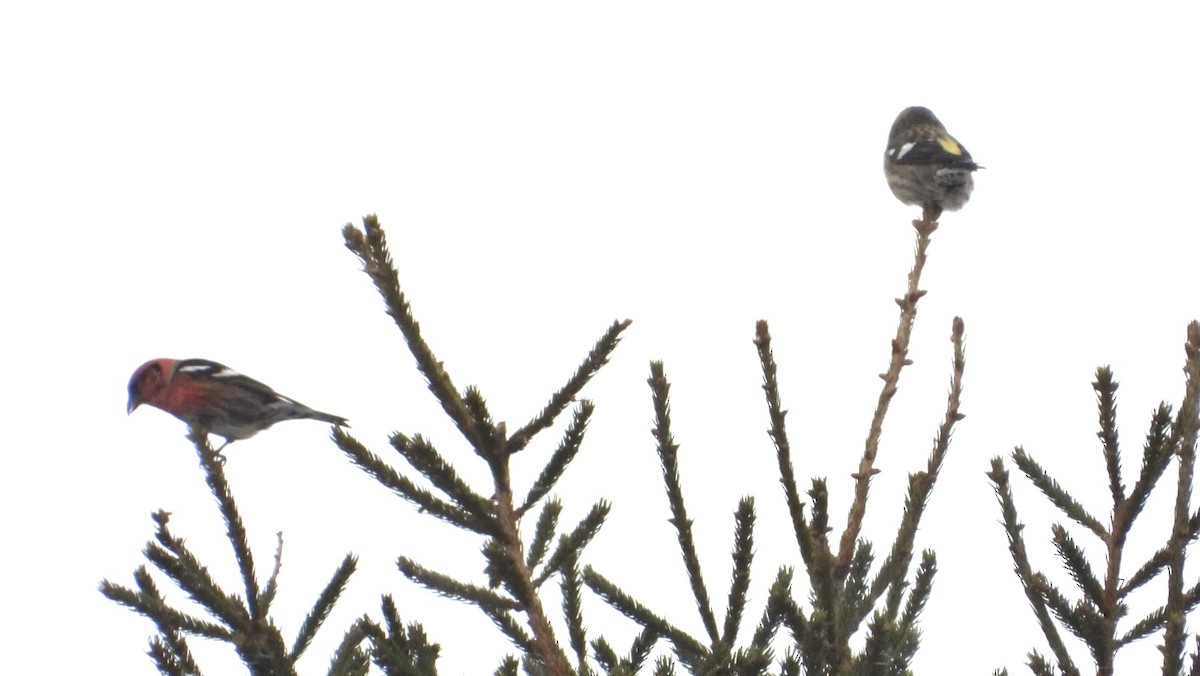 White-winged Crossbill - ML649010003
