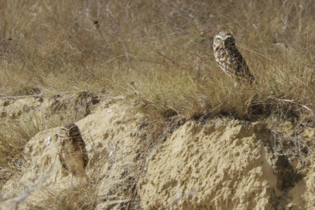 Burrowing Owl - ML649010048