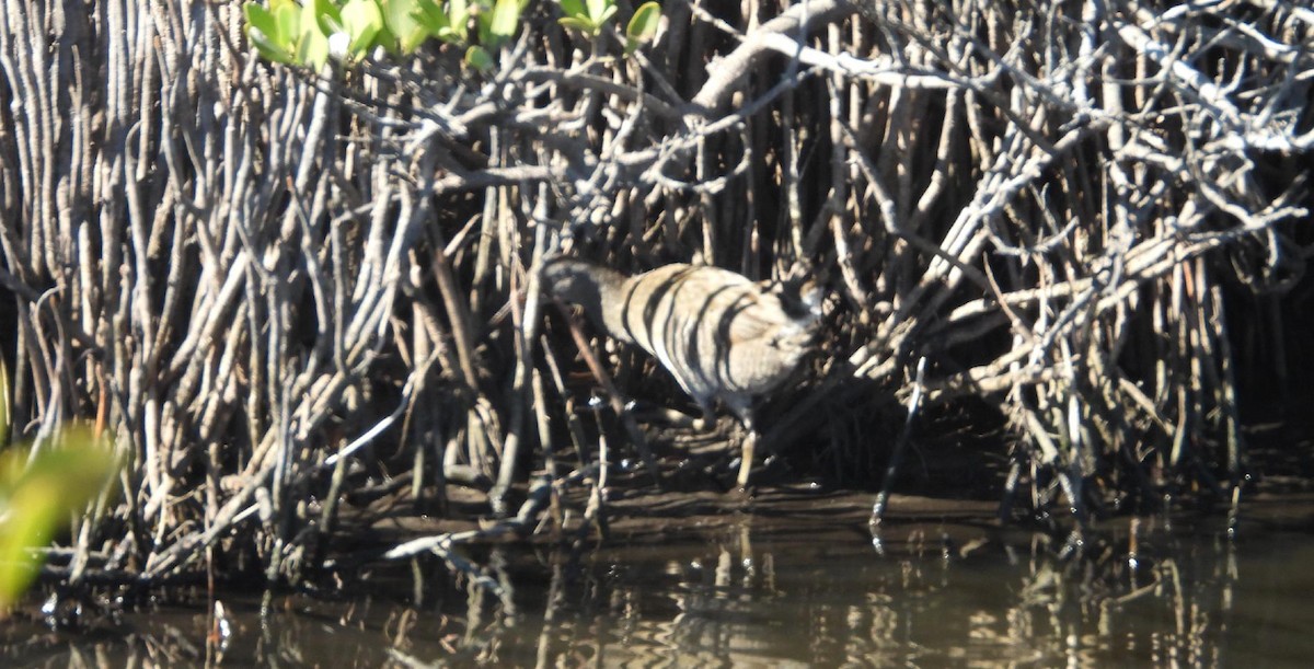 klaprerikse - ML649010183