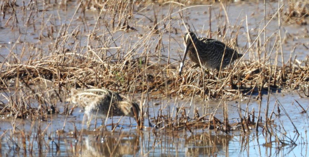 kanadabekkasin - ML649010210