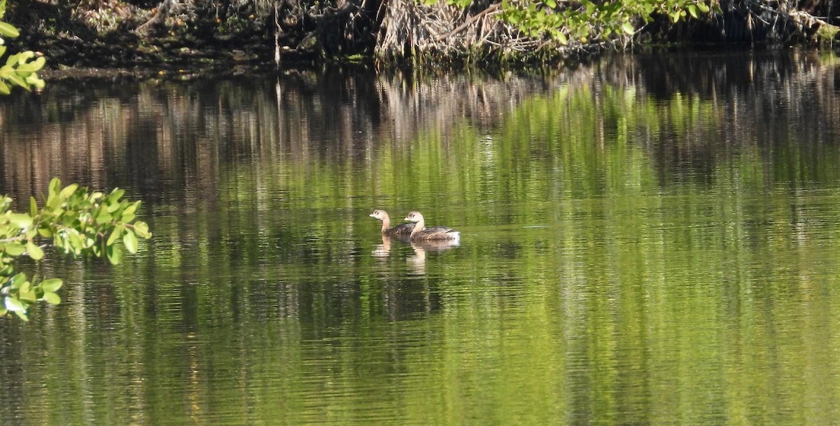 ringnebbdykker - ML649010265