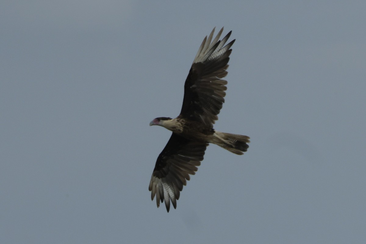Crested Caracara - ML649010276