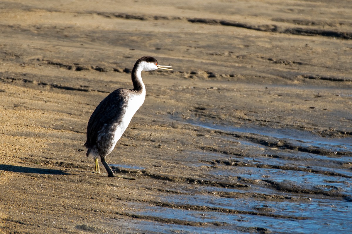 Western Grebe - ML649010289