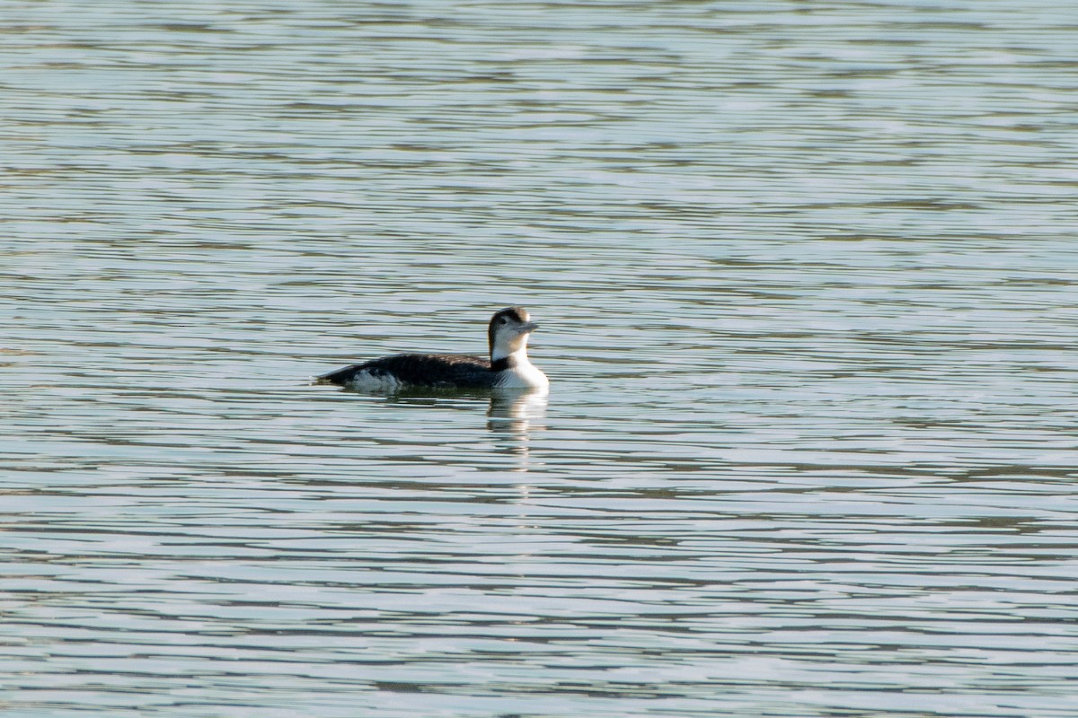 Common Loon - ML649010295