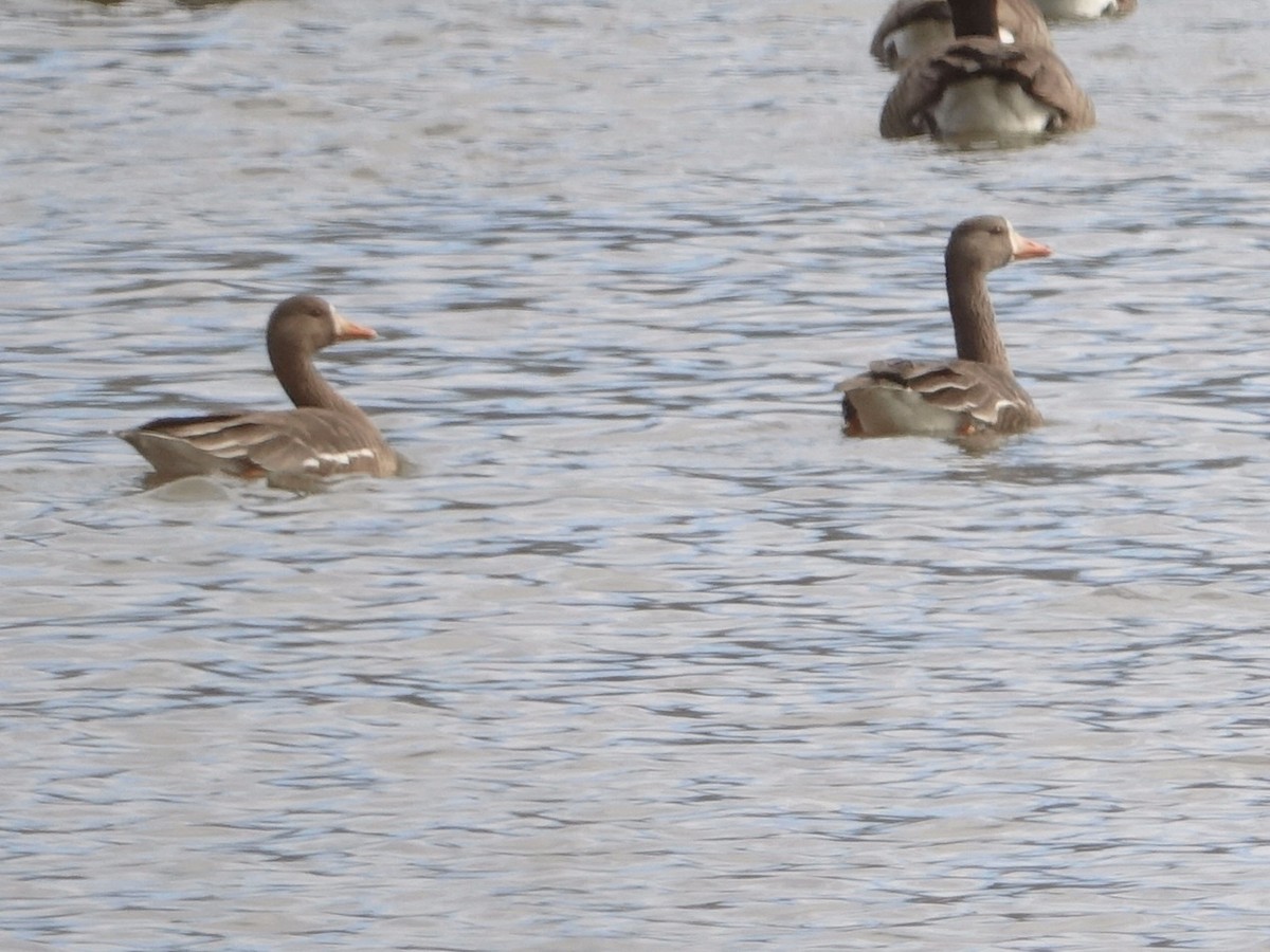 Гуска білолоба - ML649010348