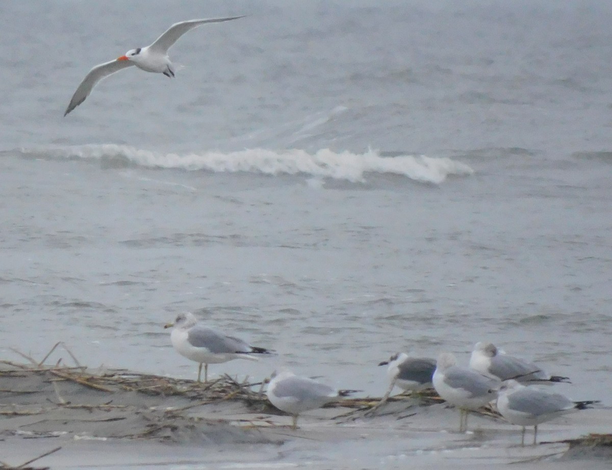 kongeterne - ML649010484