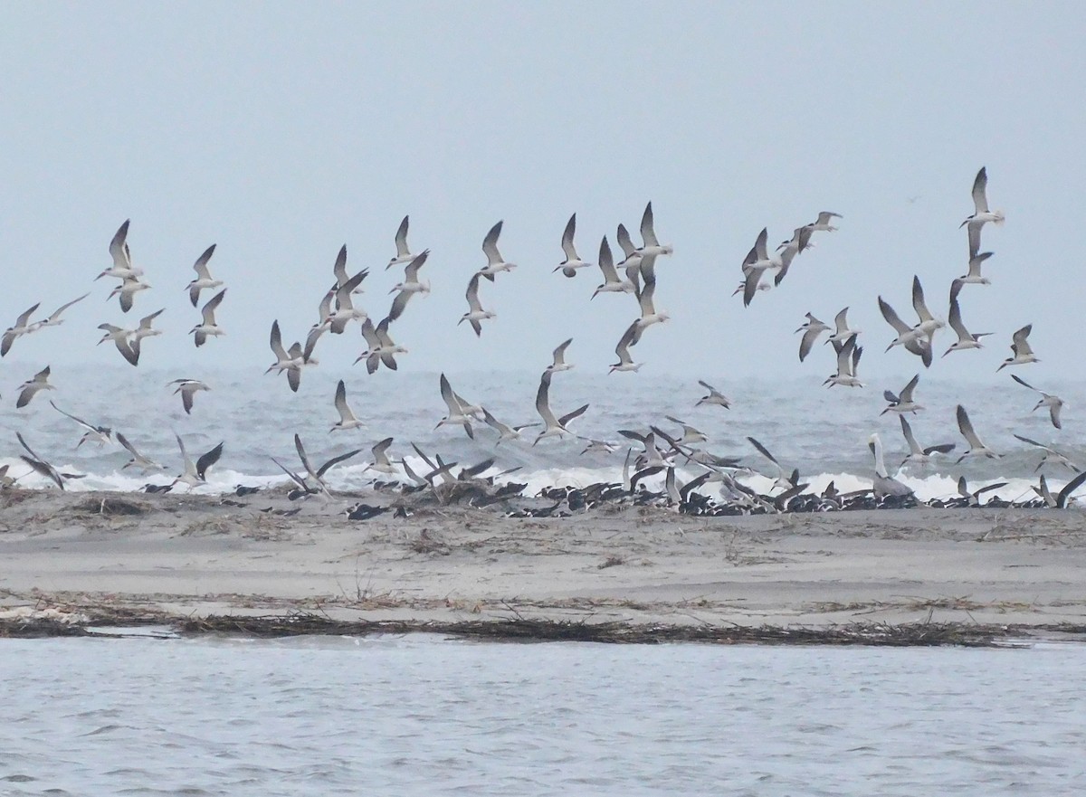 amerikasaksenebb - ML649010524