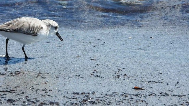 חופית לבנה - ML649010545