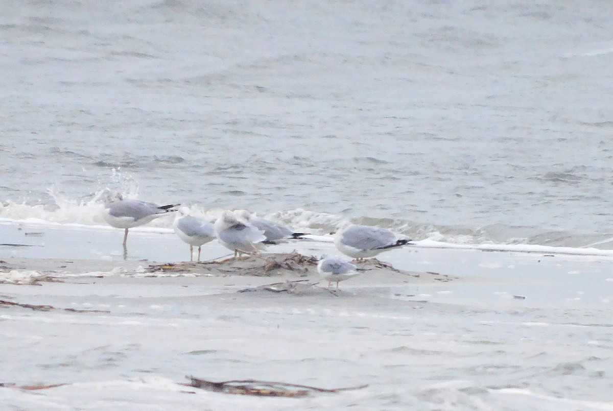 kanadahettemåke - ML649010559