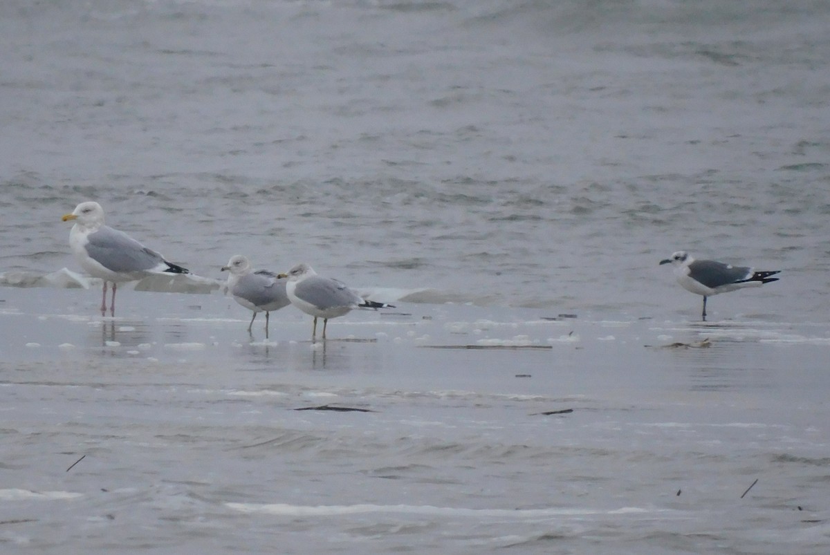 lattermåke - ML649010592