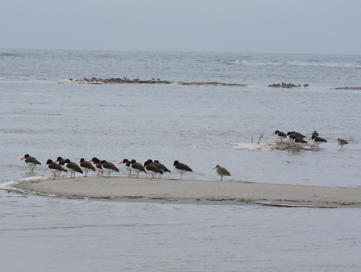 amerikatjeld - ML649011028