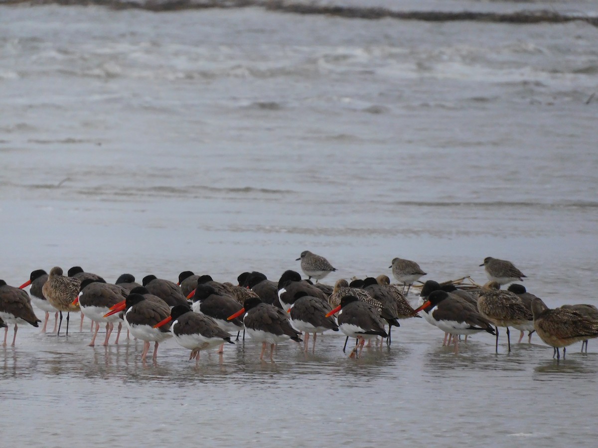 amerikatjeld - ML649011115