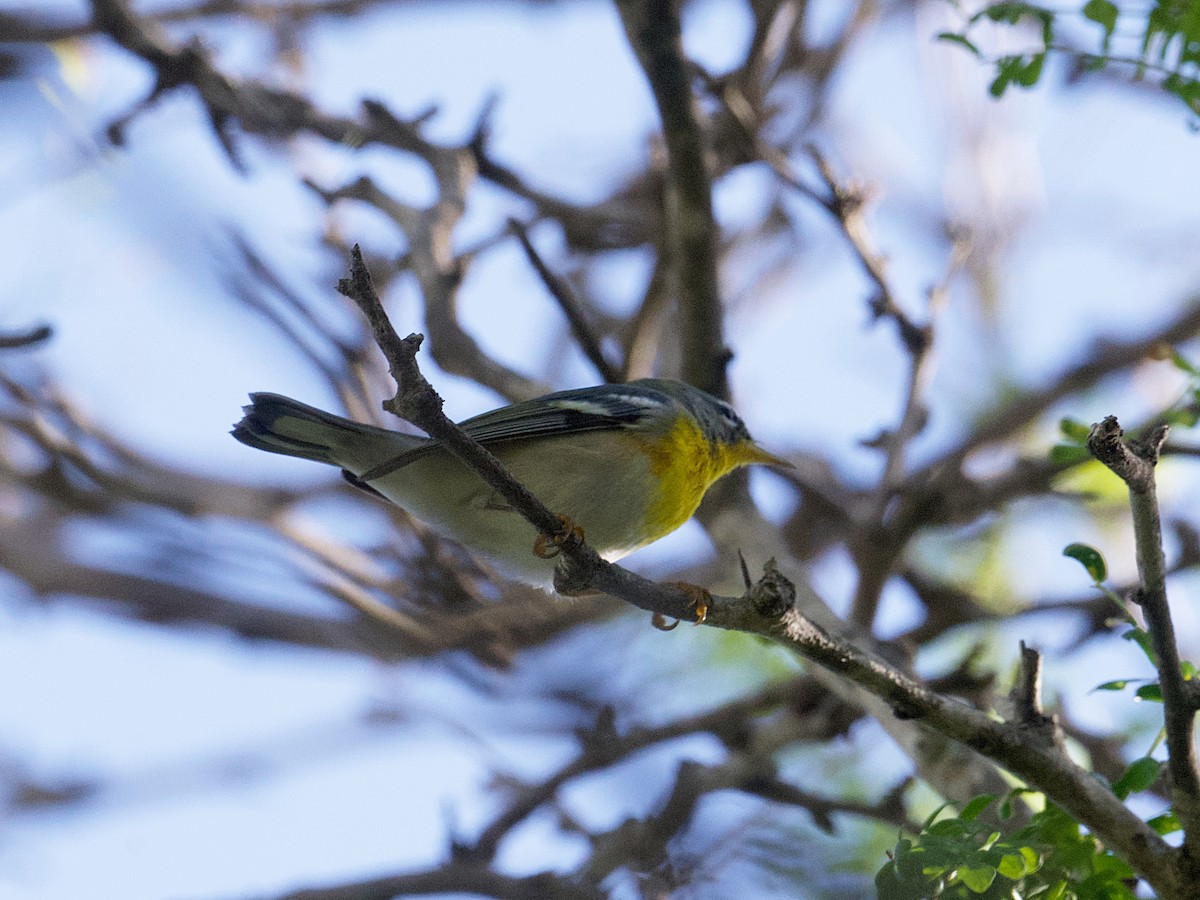Northern Parula - ML649011152