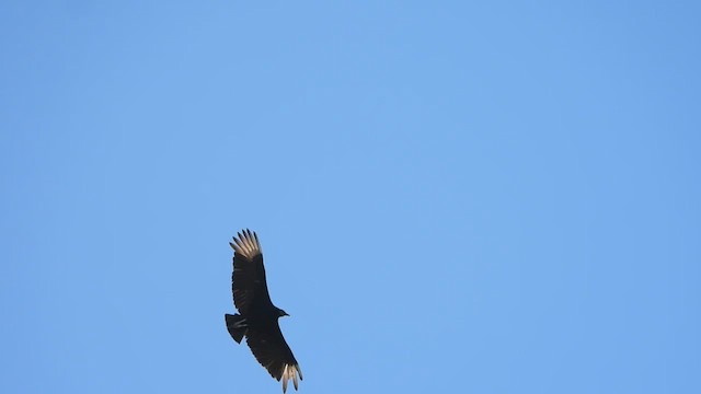 kondor havranovitý - ML649011156