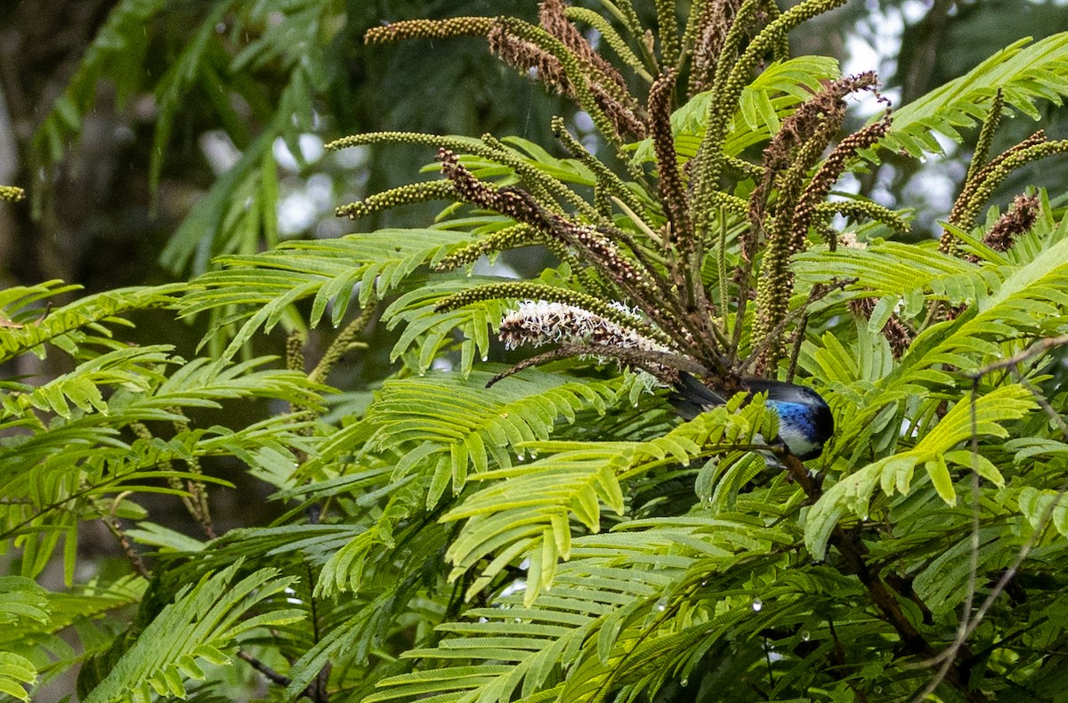 Blue Dacnis - ML649011269