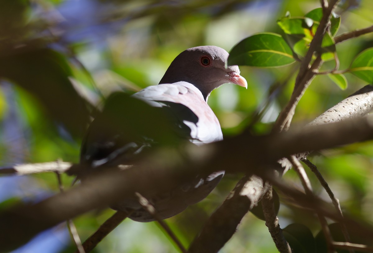 Rotschnabeltaube - ML649011309