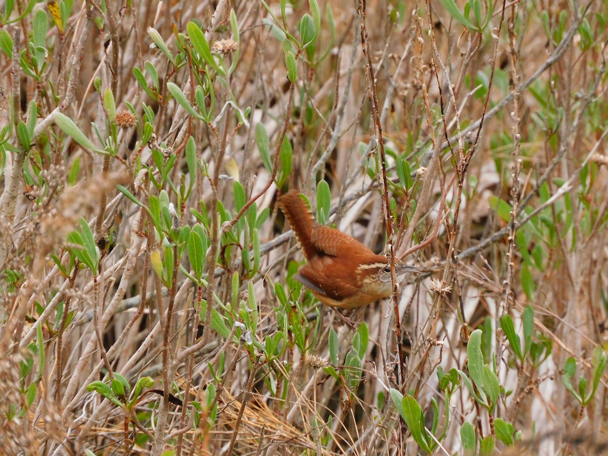 karolinasmett - ML649011325