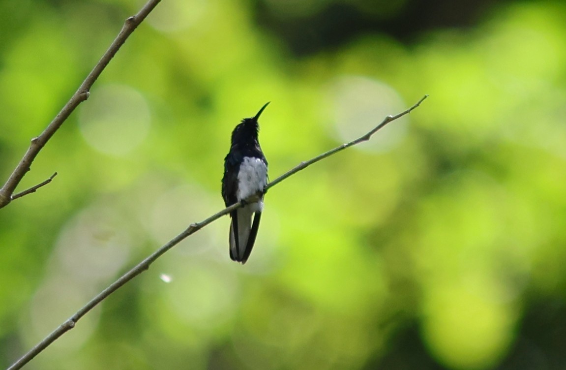 Weißnackenkolibri - ML649011353