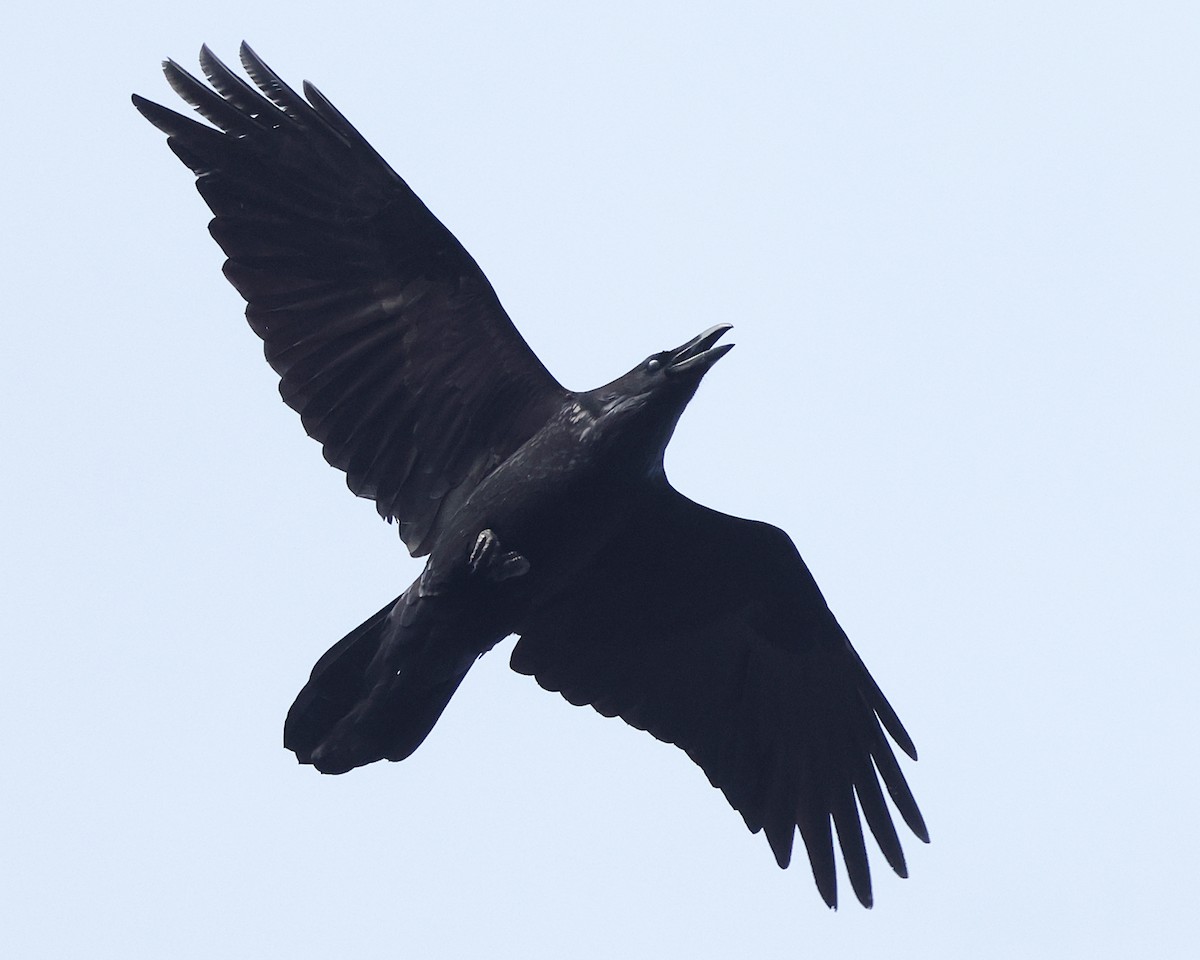 Крук звичайний - ML649011360