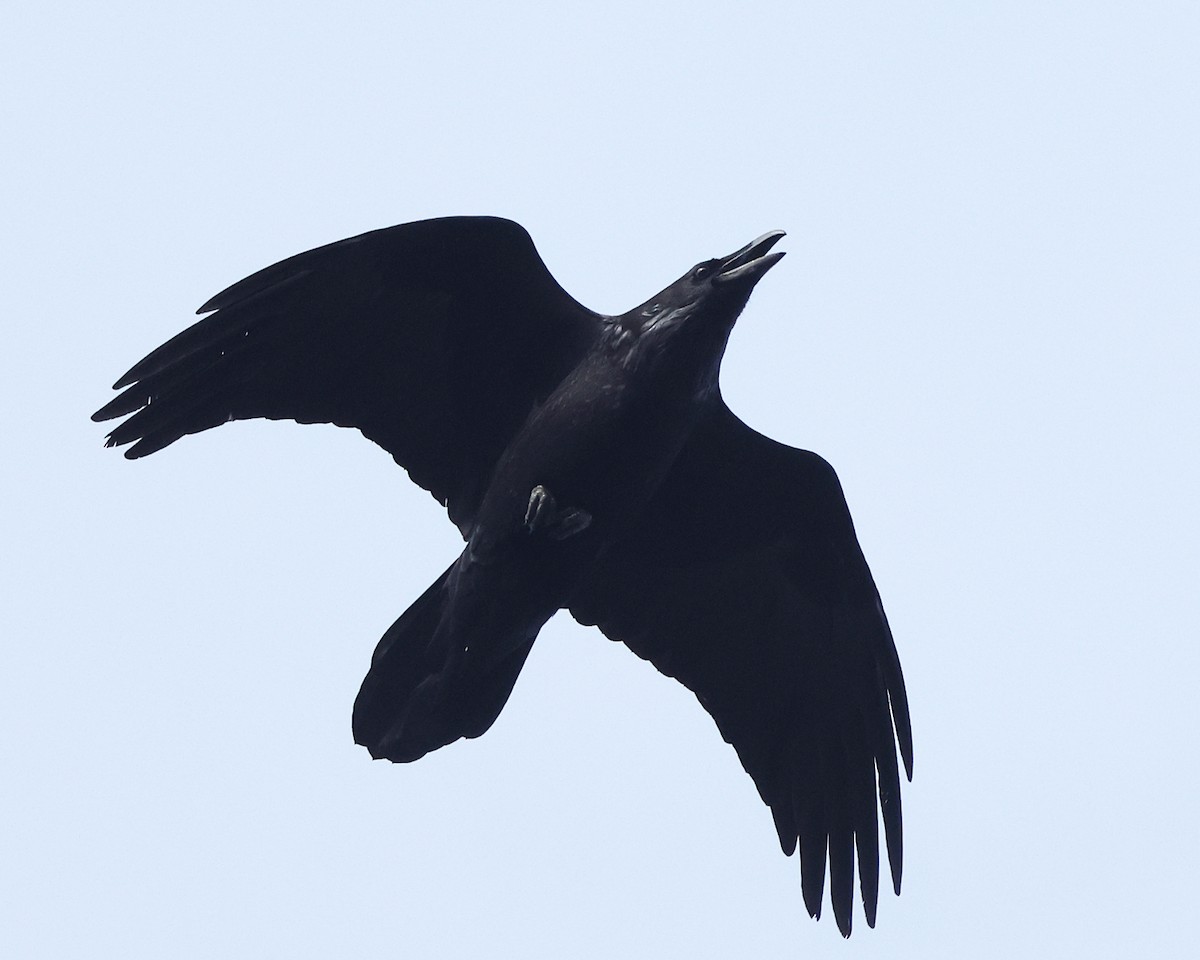 Крук звичайний - ML649011364