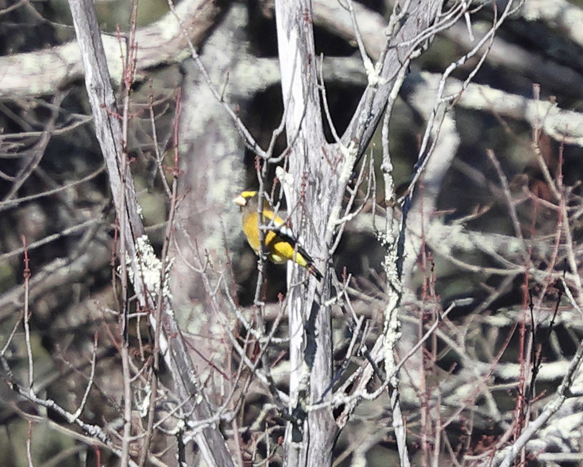 Кіпаль жовтобровий - ML649011378