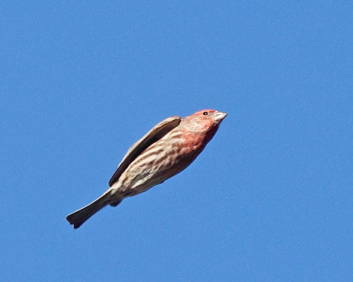 Чечевиця садова - ML649011401