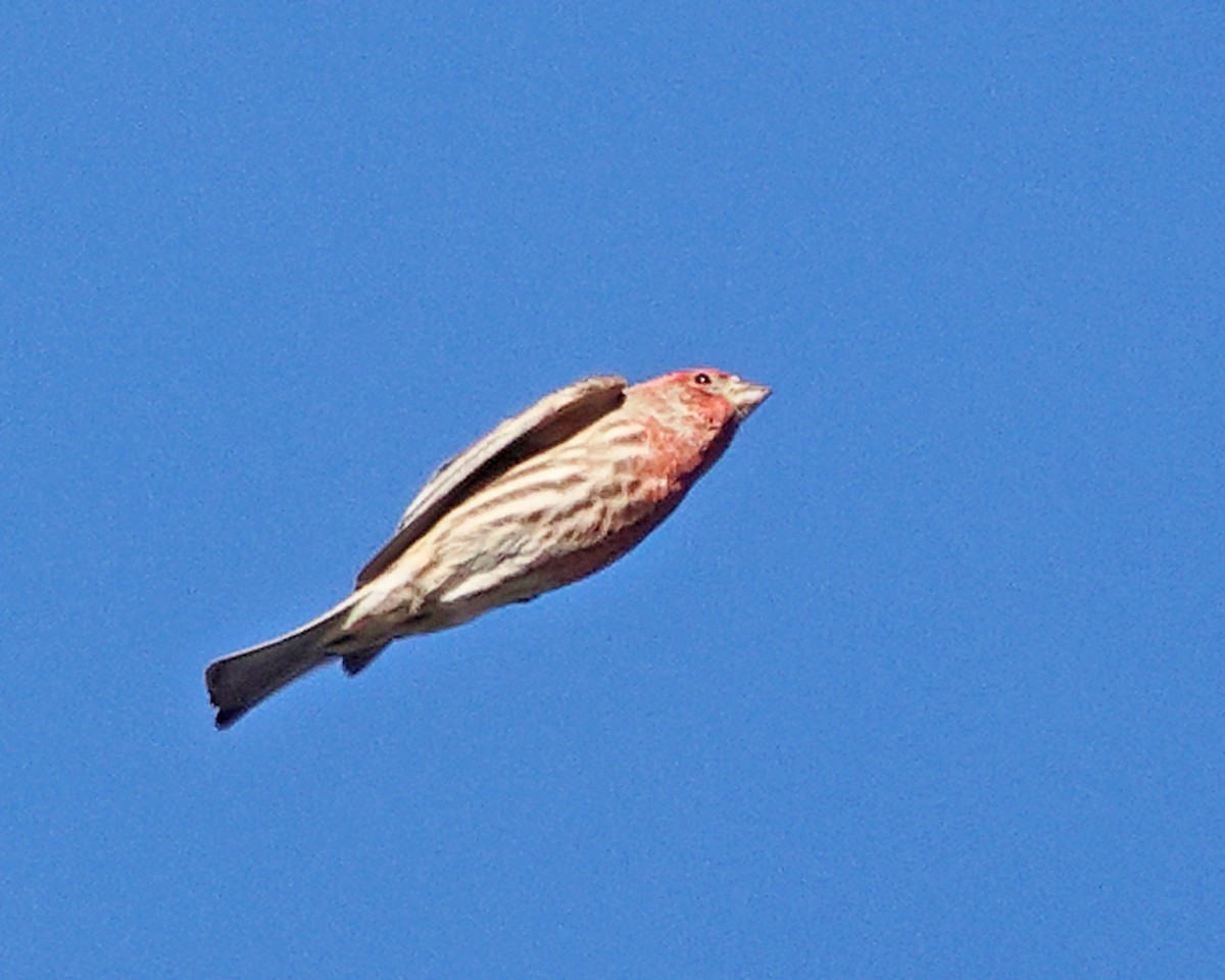 Чечевиця садова - ML649011404