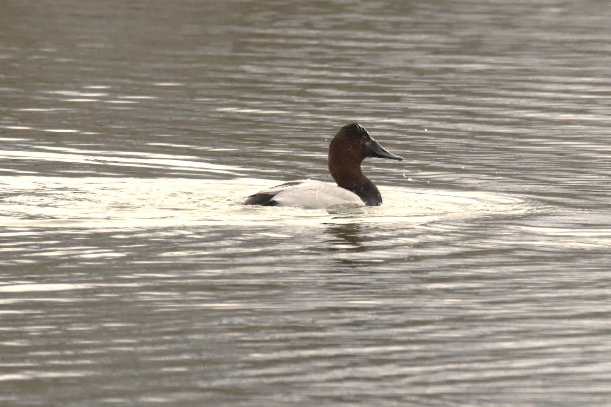 Büyük Elmabaş - ML649012016