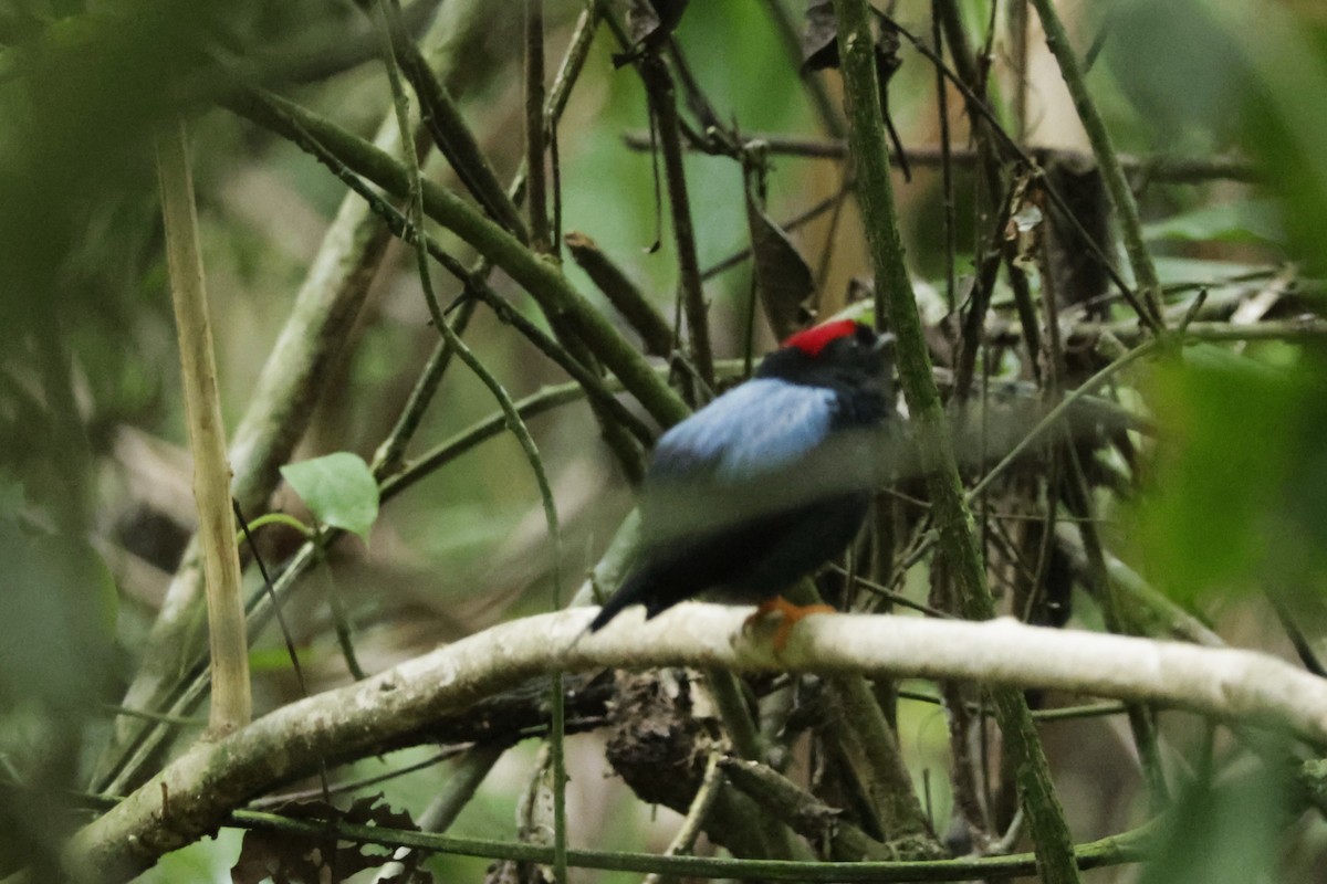 Lance-tailed Manakin - ML649012031