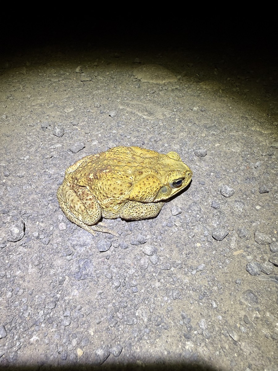 Giant Toad - ML649012178
