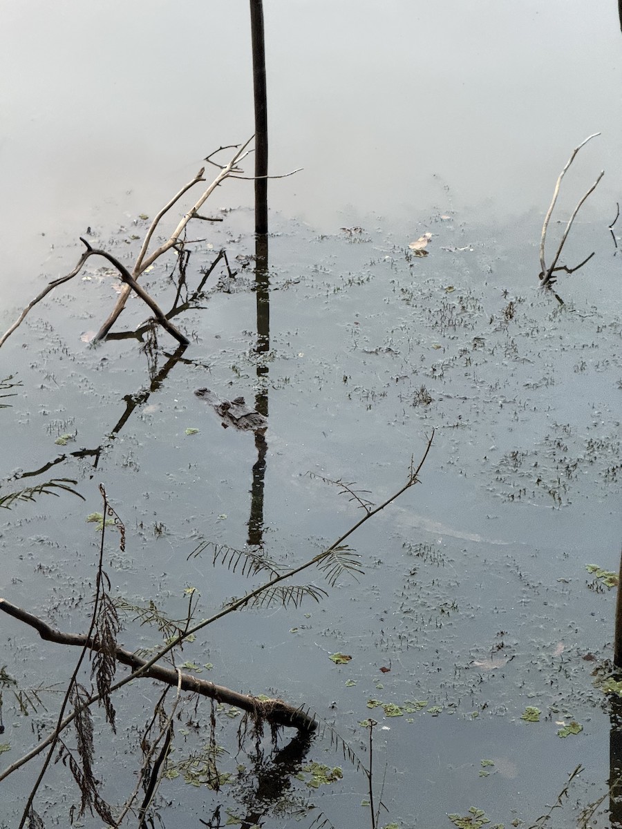 Spectacled Caiman - ML649012250