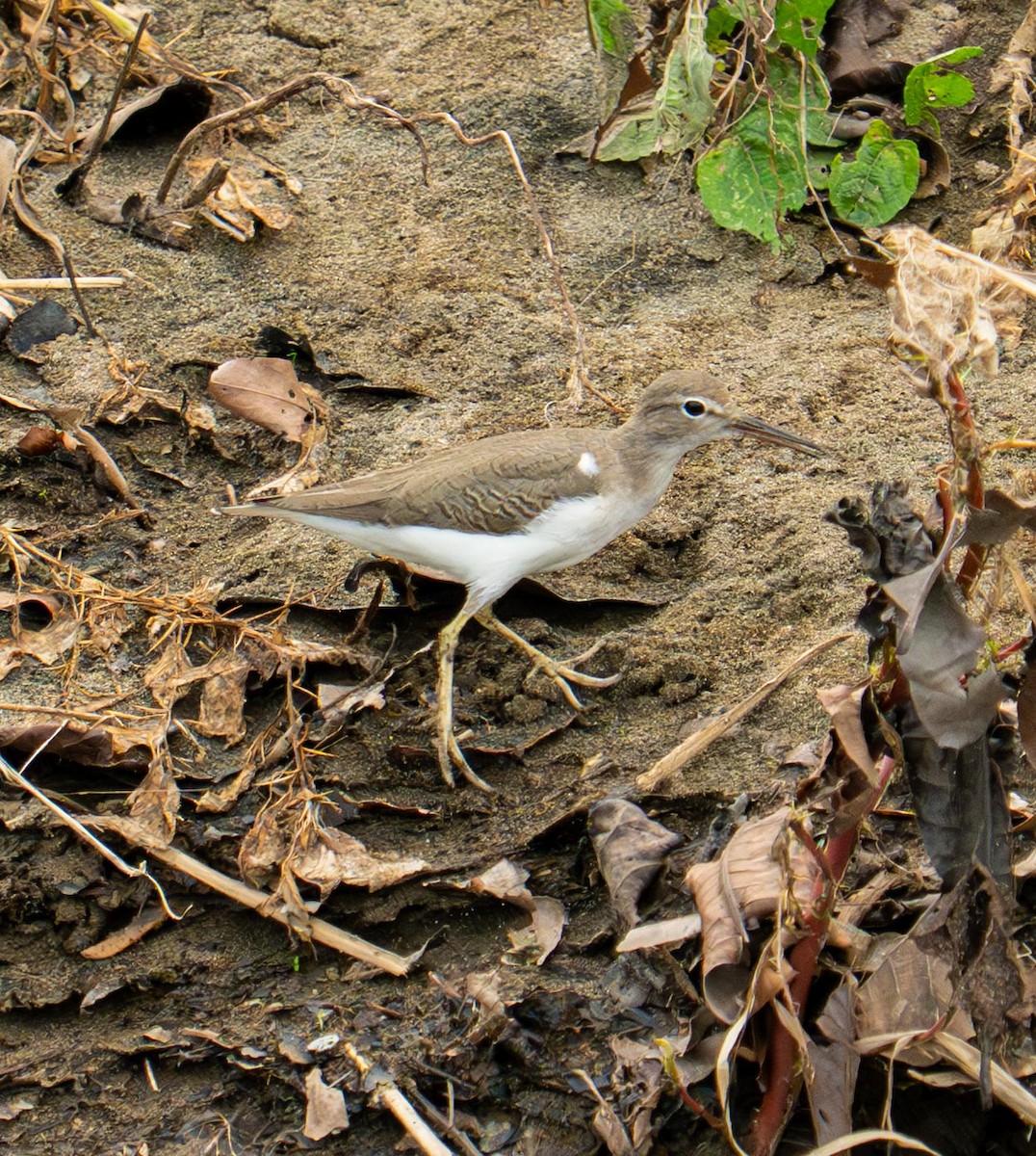 ביצנית בודדת - ML649012273