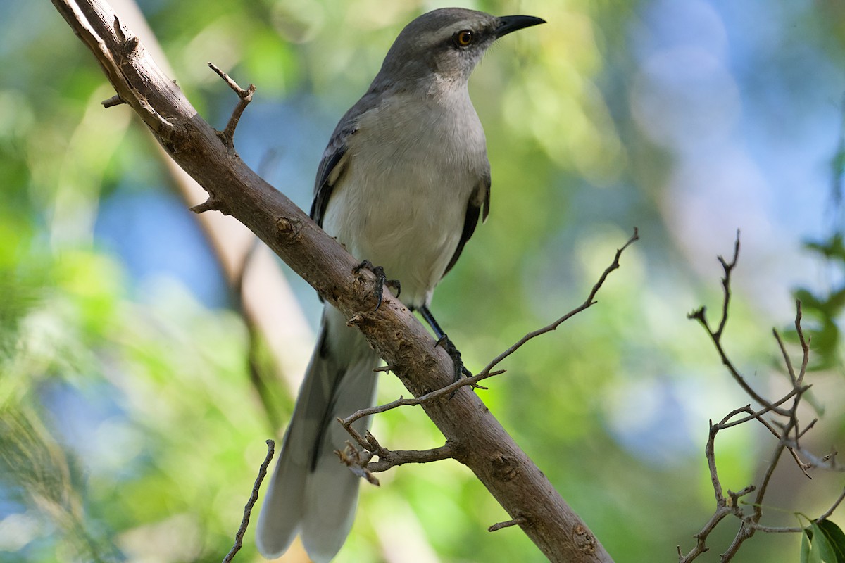 Tropical Mockingbird - ML649012296