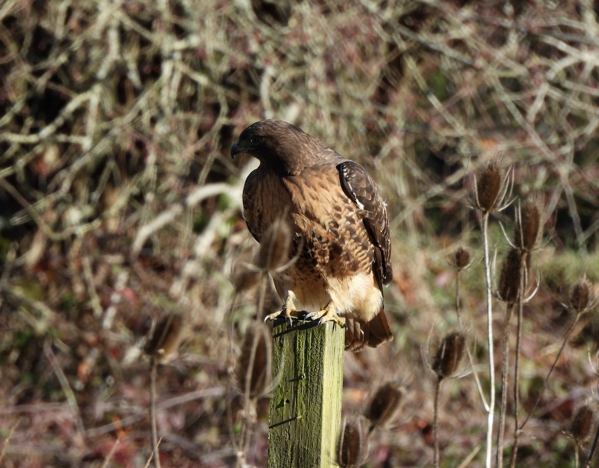 Red-tailed Hawk - ML649012320
