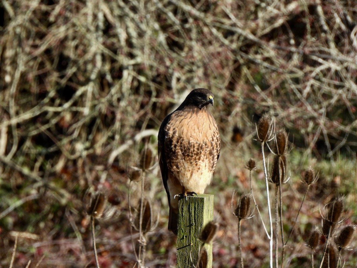Red-tailed Hawk - ML649012321