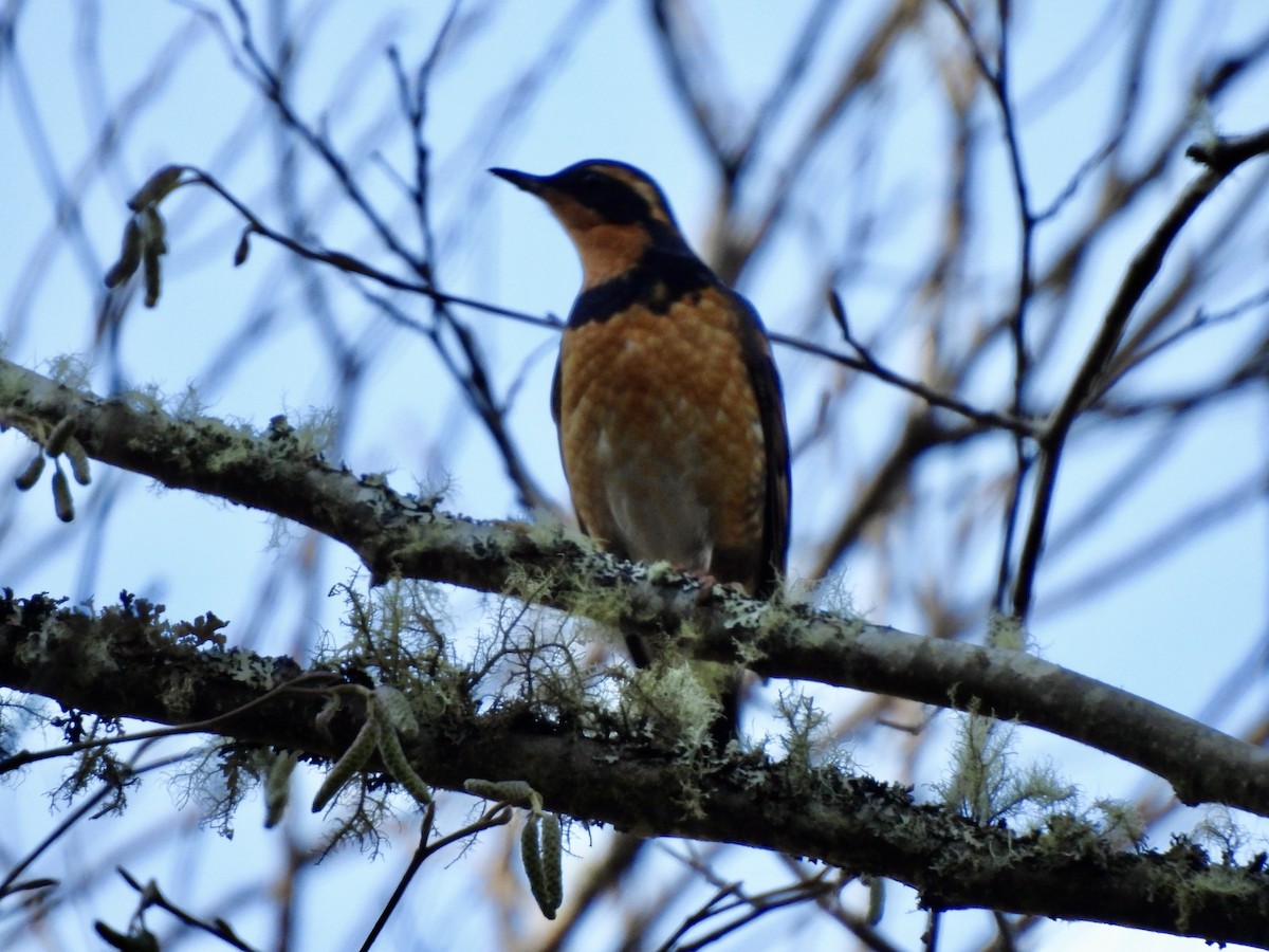 Varied Thrush - ML649012339