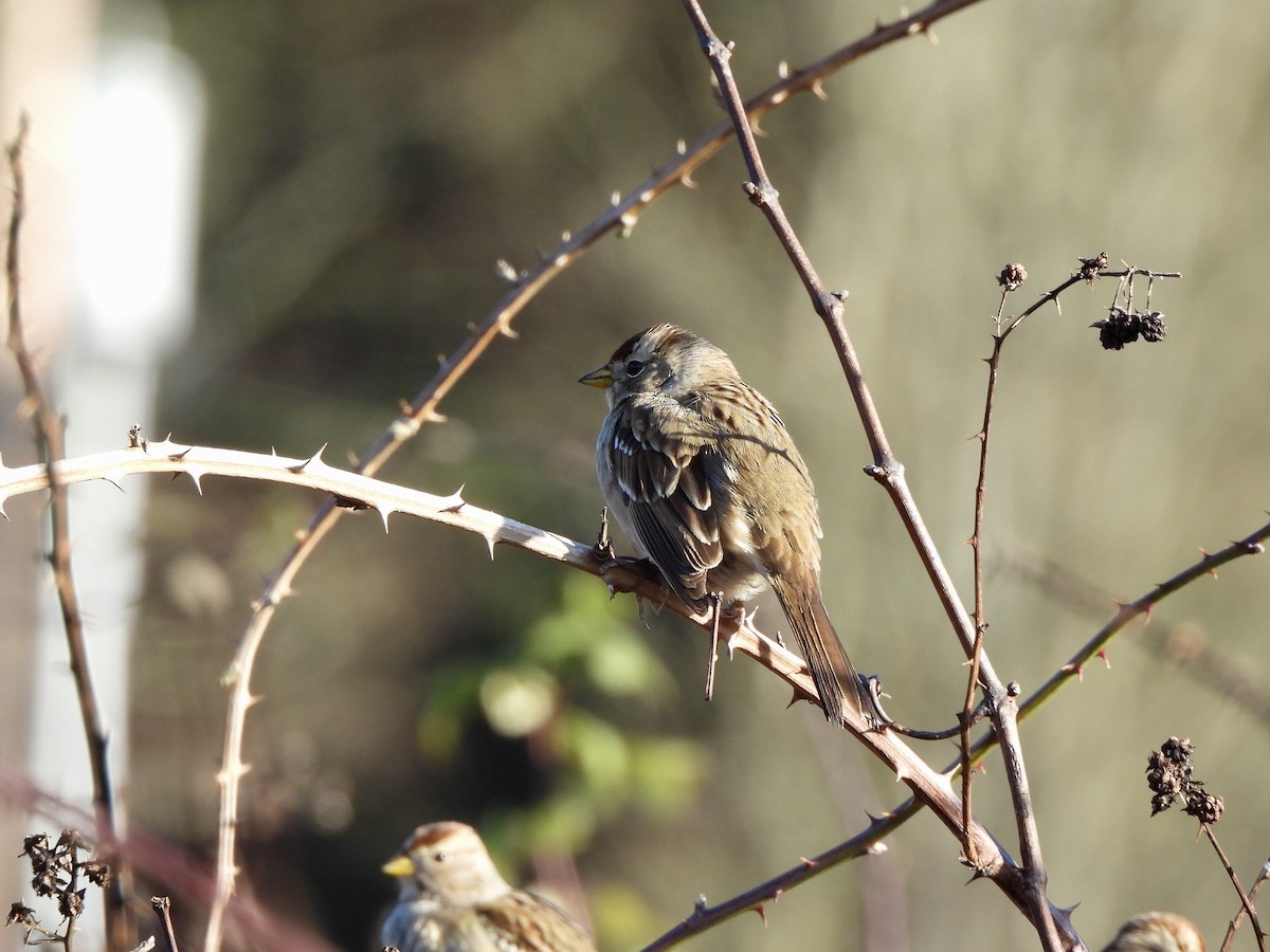 White-crowned Sparrow - ML649012356