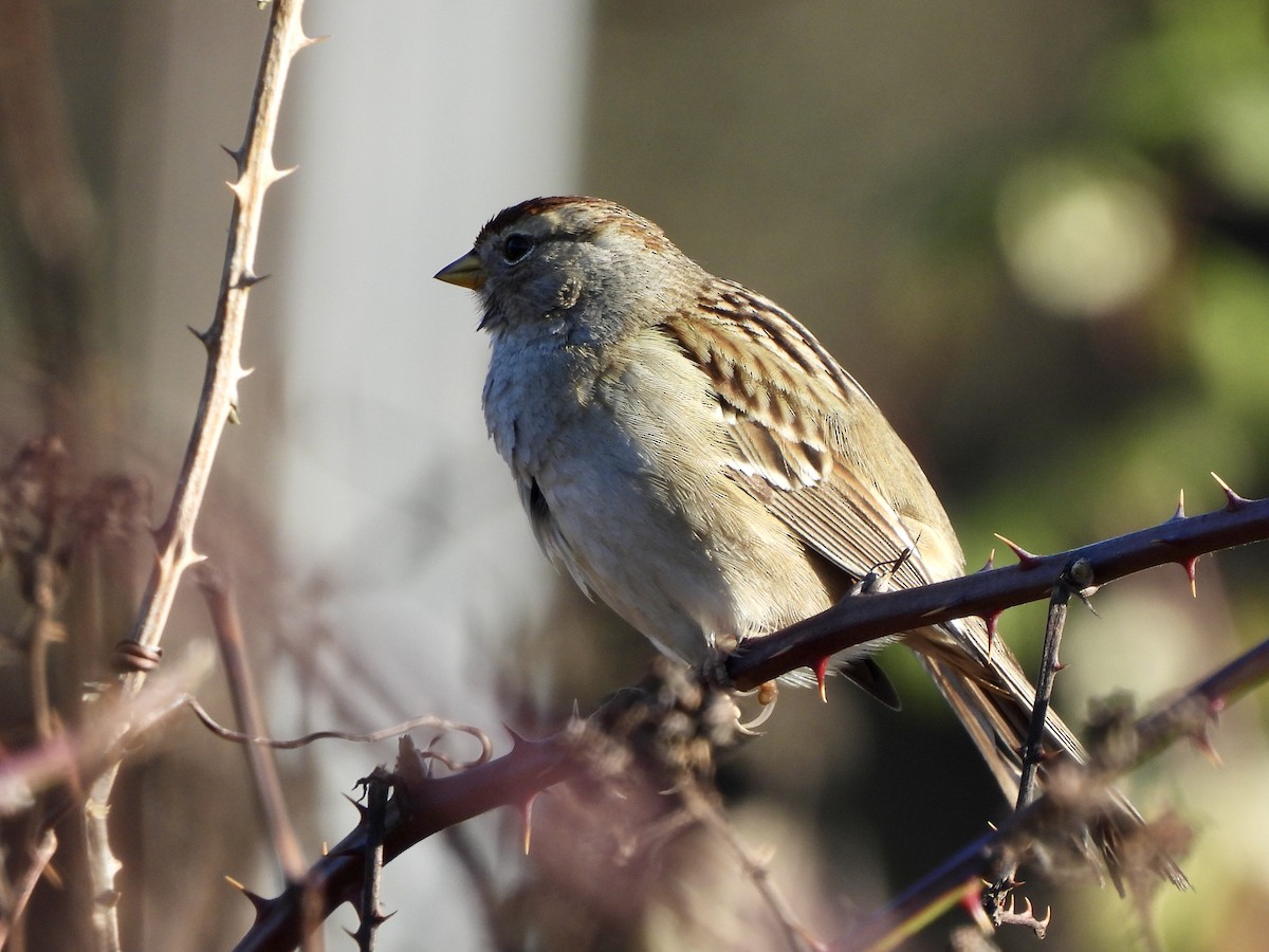 White-crowned Sparrow - ML649012357