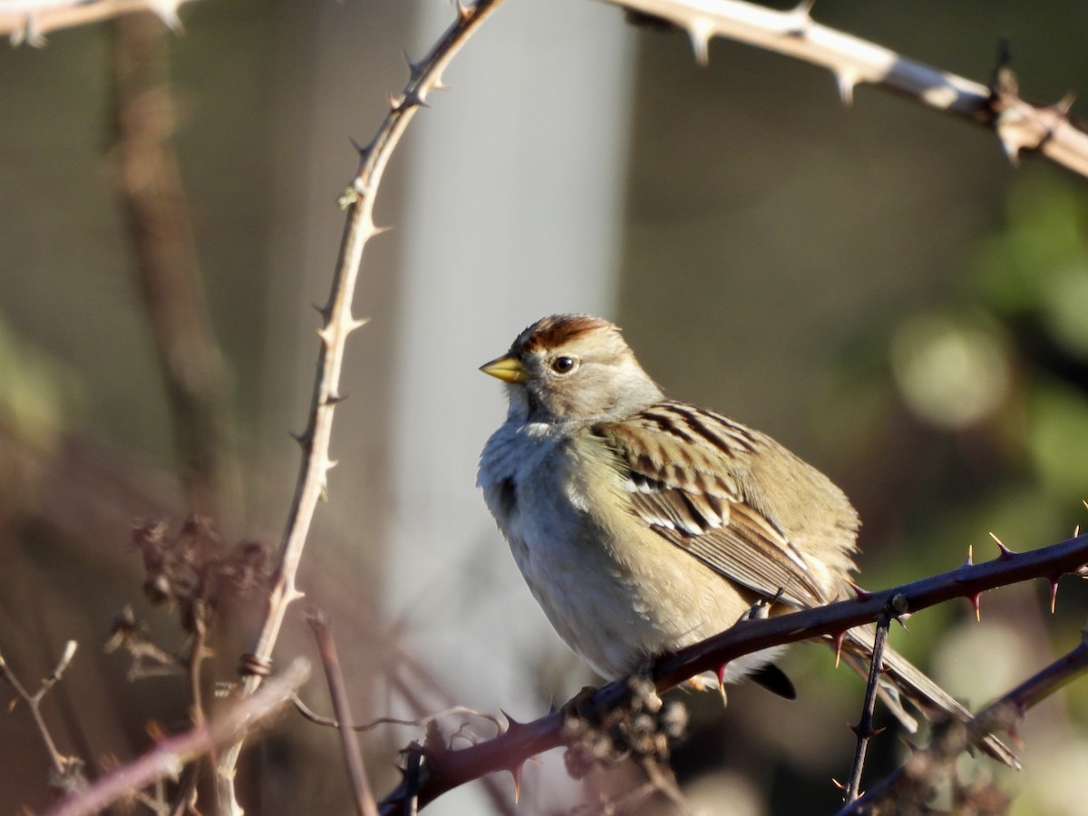 White-crowned Sparrow - ML649012358