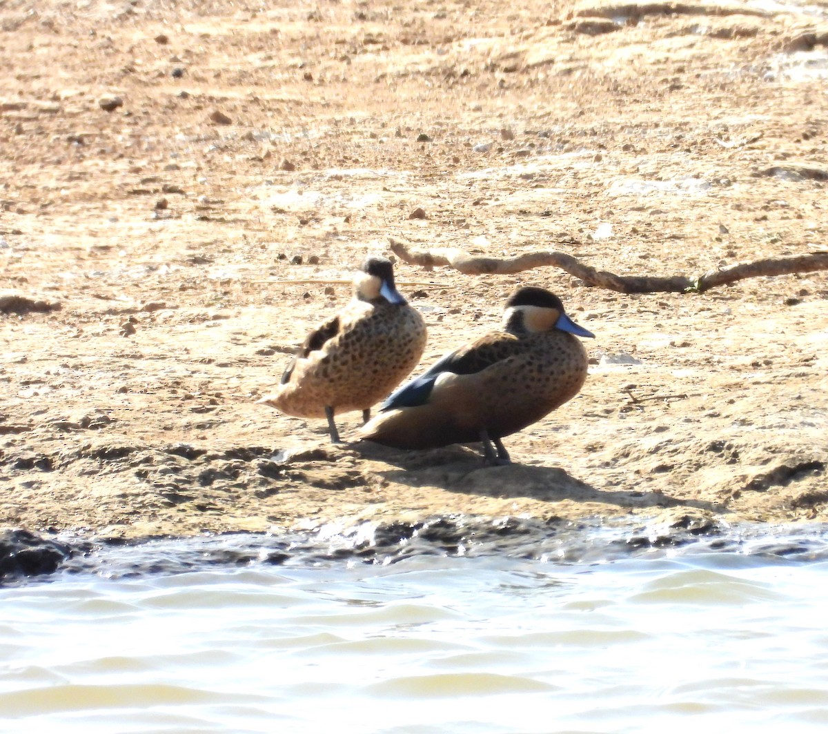 Sarcelle à bec bleu - ML649012398