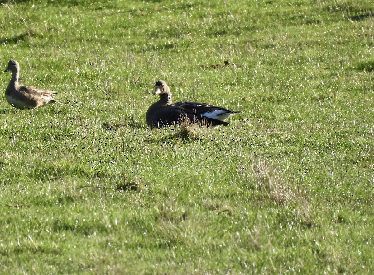 Greater White-fronted Goose - ML649012429
