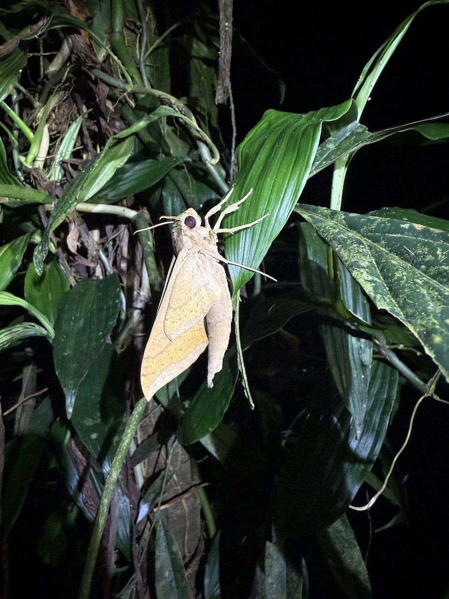 Sphinx Moths - ML649012469