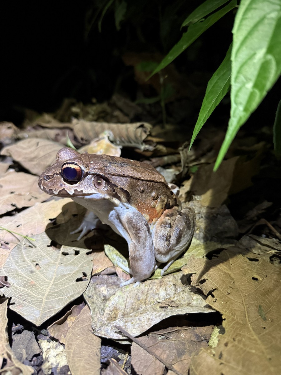 Savage's Thin-toed Frog - ML649012472