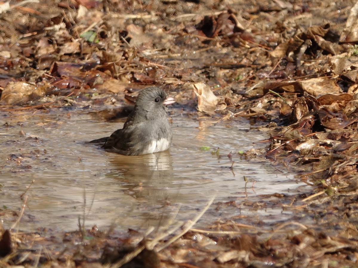 Юнко сірий (підвид hyemalis/carolinensis) - ML649012540