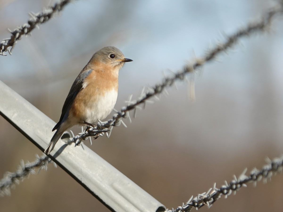 Блакитник східний - ML649012543